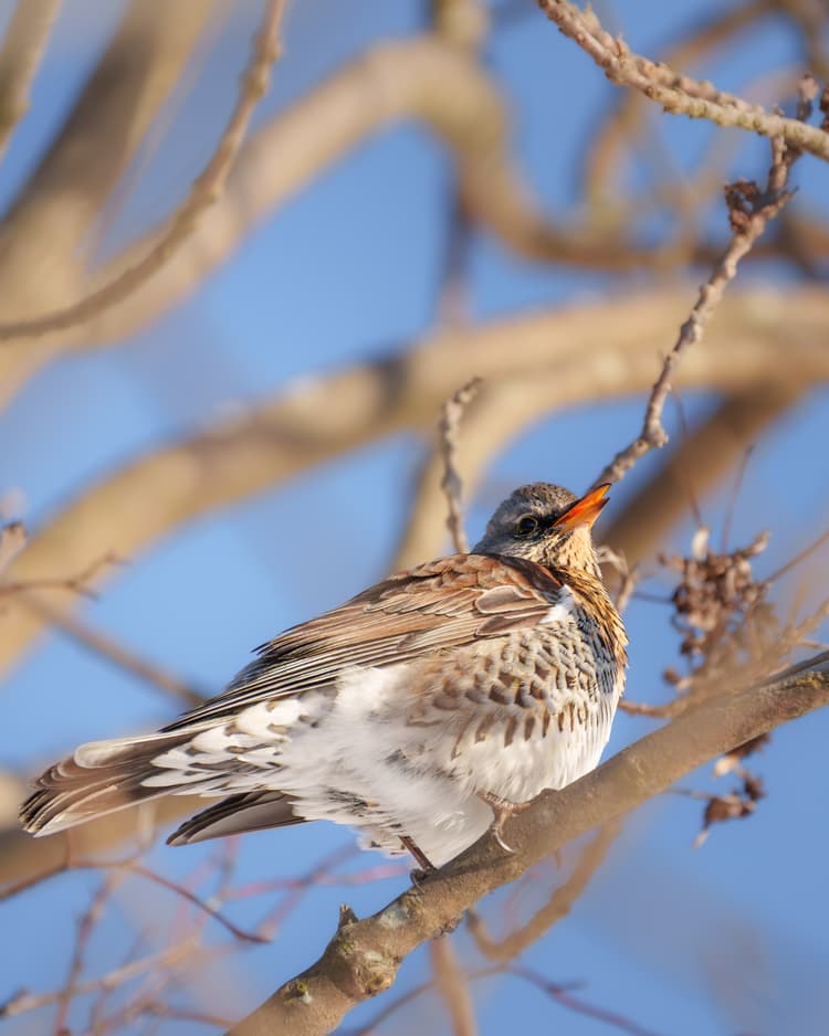 Fieldfare Yawns