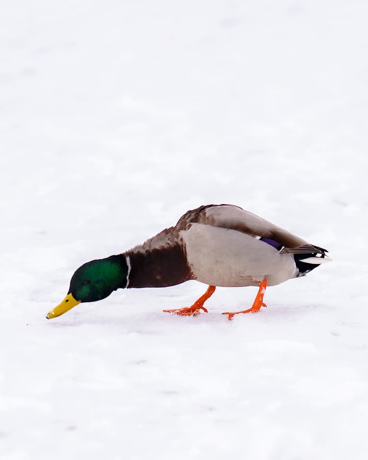 Iceskating Mallard