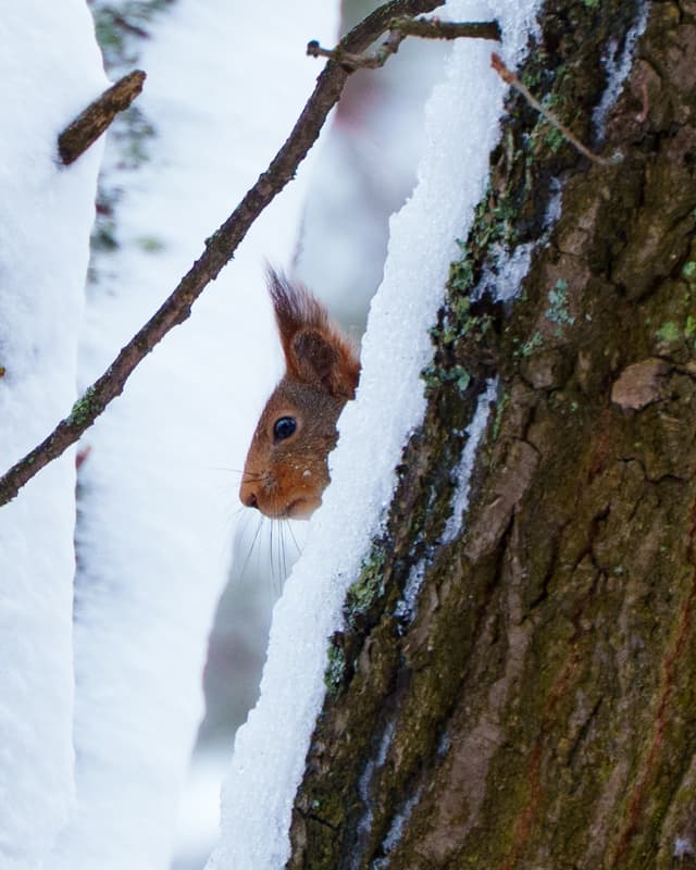 Red Squirrel in Snow Covered Tree